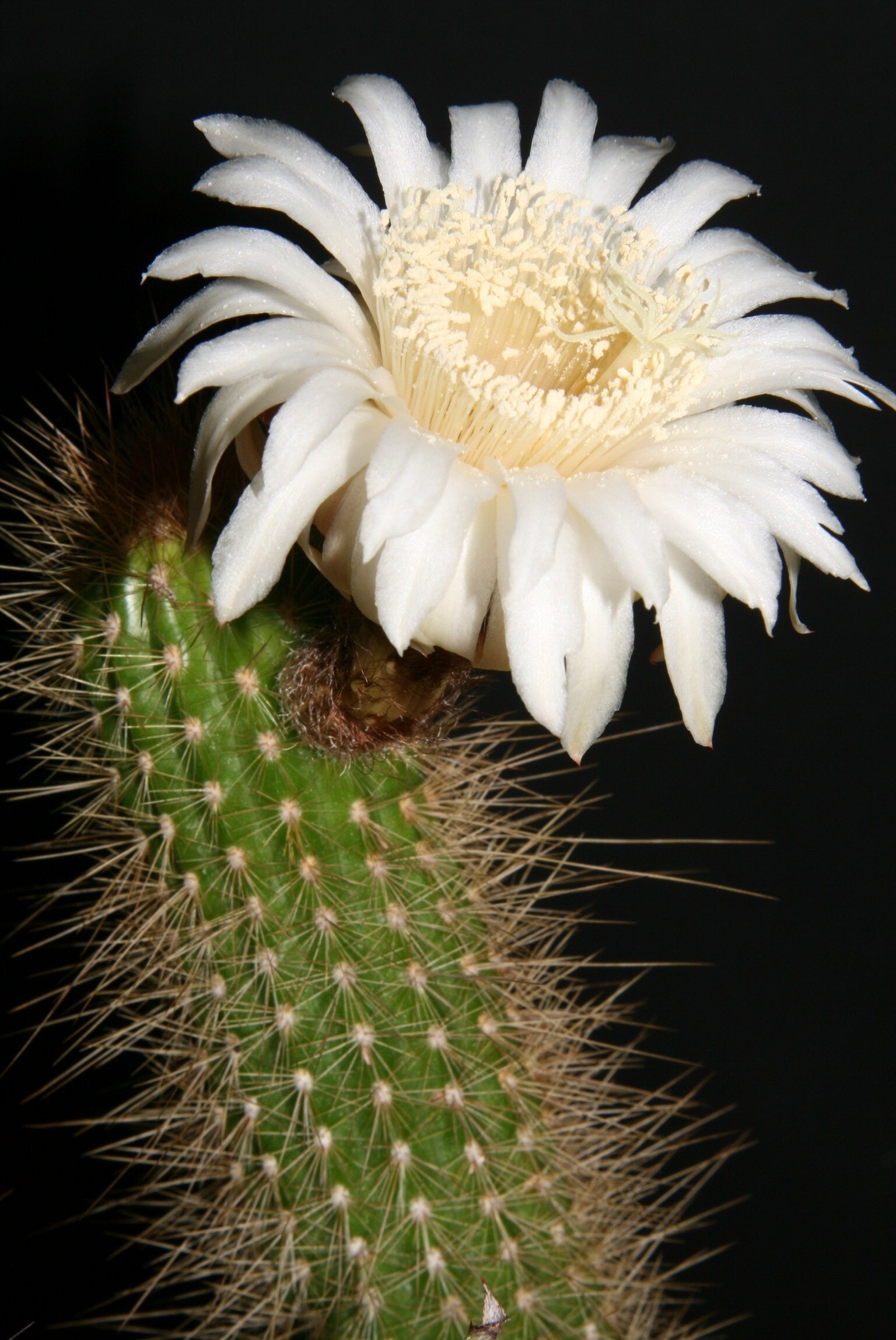 10 semi di CACTUS arthrocereus spinosissimus - PIANTE SUCCULENTE- piante grasse - cactaceae - semi di fiori - alta germinabilità - seeds