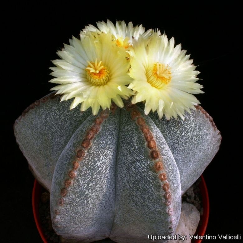 Astrophytum myriostigma – 10 Semi, Cactus a Cappello di Vescovo, Forma Stellata, Senza Spine, Facile da Coltivare, Alta Germinabilità, Non-GMO
