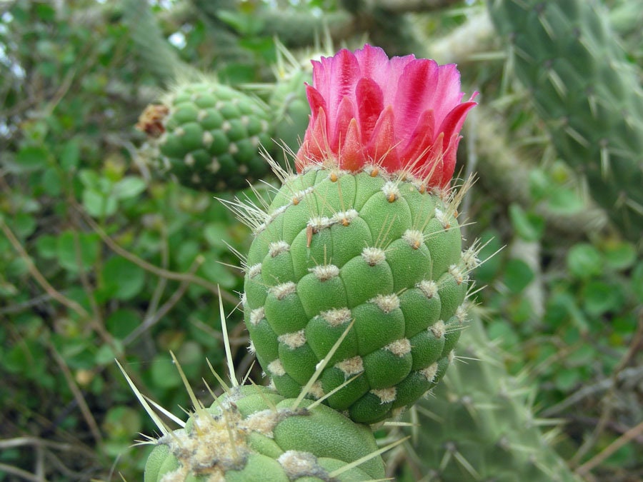 10 semi di CACTUS austrocylindropuntia cylindrica - PIANTE SUCCULENTE- piante grasse - cactaceae -semi di fiori - alta germinabilità - seeds