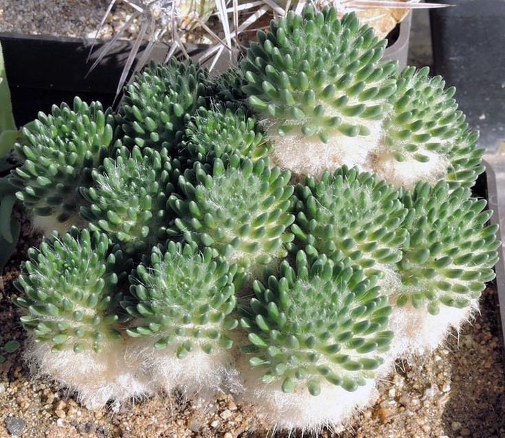 10 semi di CACTUS austrocylindropuntia lagopus - PIANTE SUCCULENTE- piante grasse - cactaceae -semi di fiori - alta germinabilità - seeds