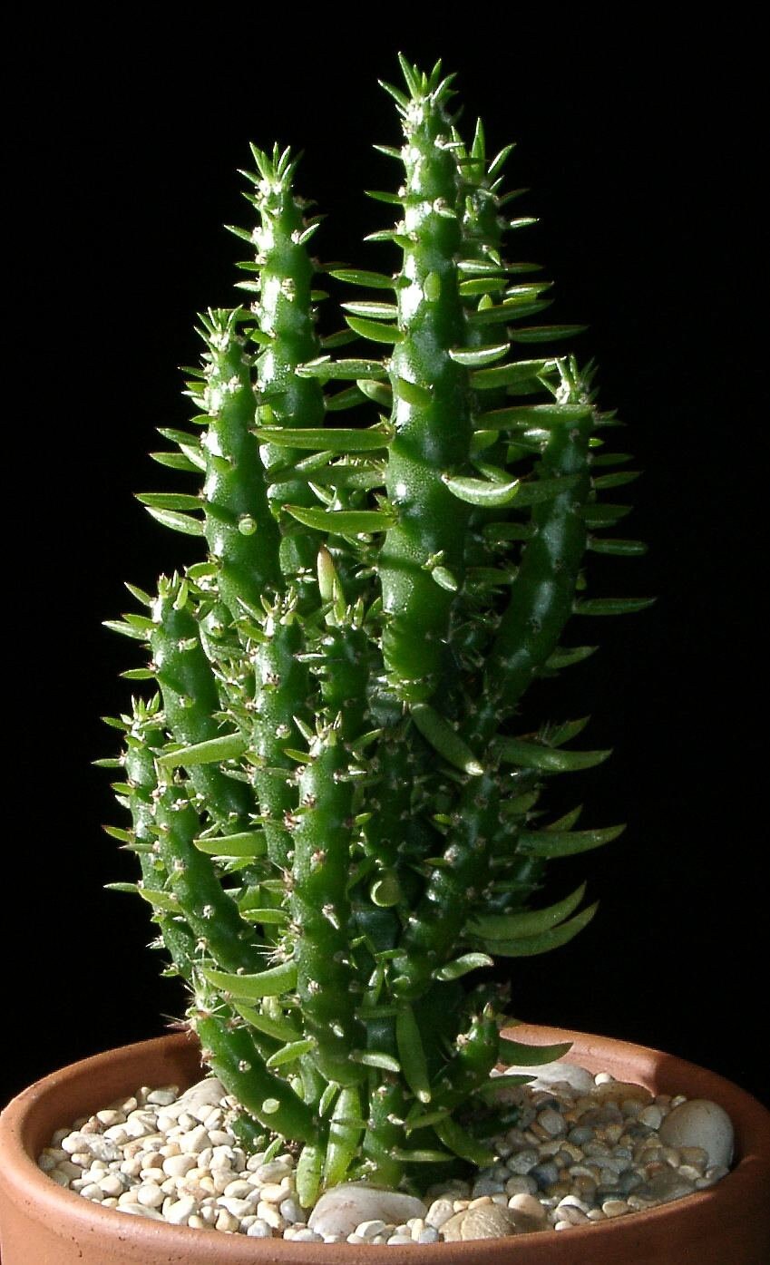 10 semi di CACTUS austrocylindropuntia subulata - PIANTE SUCCULENTE- piante grasse - cactaceae -semi di fiori - alta germinabilità - seeds