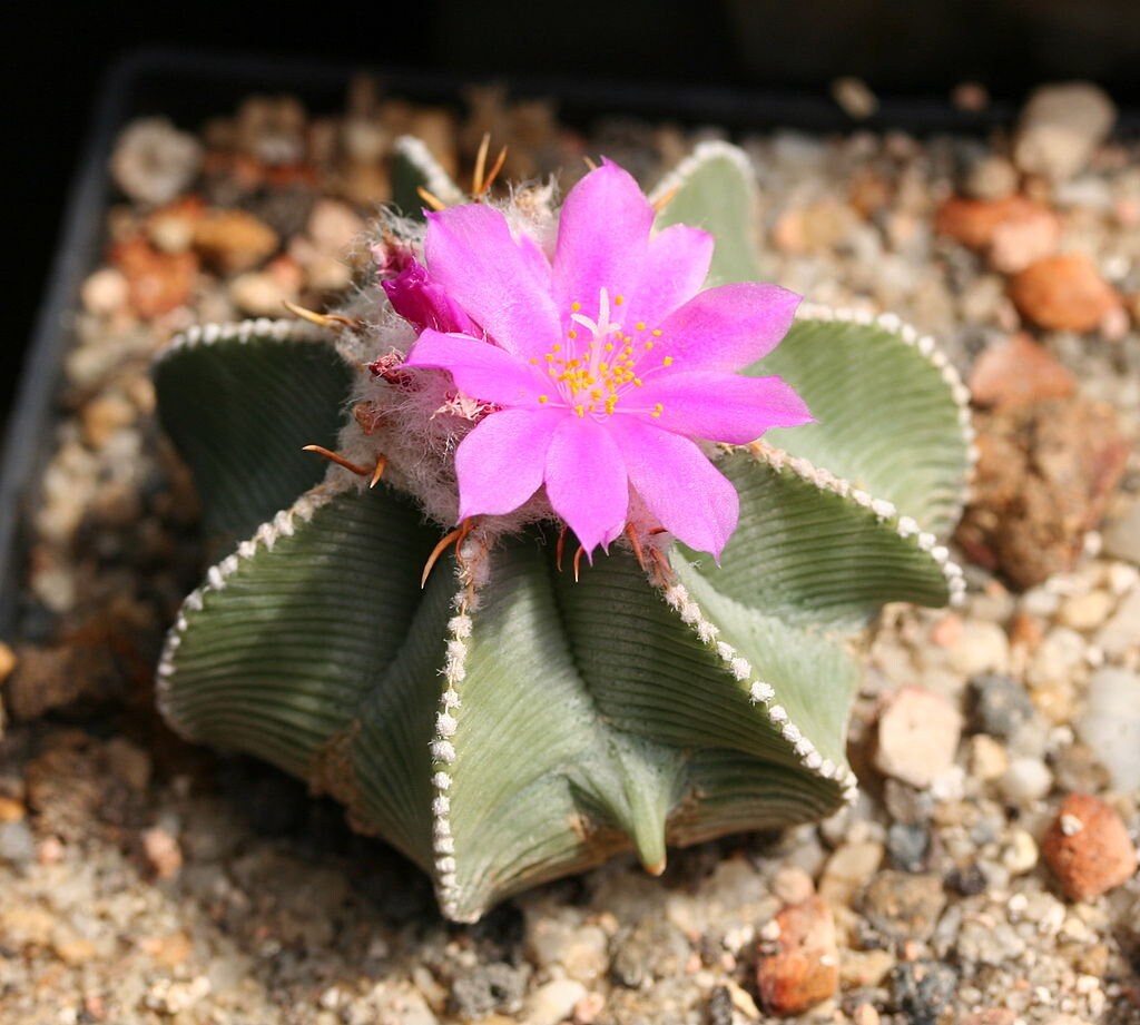 10 semi di CACTUS Aztekium hintoni - PIANTE SUCCULENTE- piante grasse - cactaceae - semi di fiori - alta germinabilità - seeds