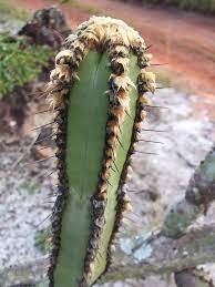 10 semi di CACTUS cipocereus crassisepalus - PIANTE SUCCULENTE- piante grasse - cactaceae - semi di fiori - alta germinabilità - seeds