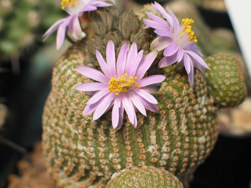 10 semi di CACTUS Yavia cryptocarpa - PIANTE SUCCULENTE- piante grasse - cactaceae - semi di fiori - alta germinabilità - seeds