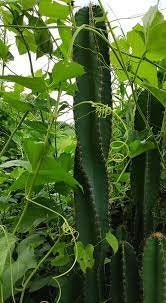 10 semi di CACTUS cereus diffusus  - PIANTE SUCCULENTE - piante grasse - cactaceae - semi di fiori - alta germinabilità - seeds