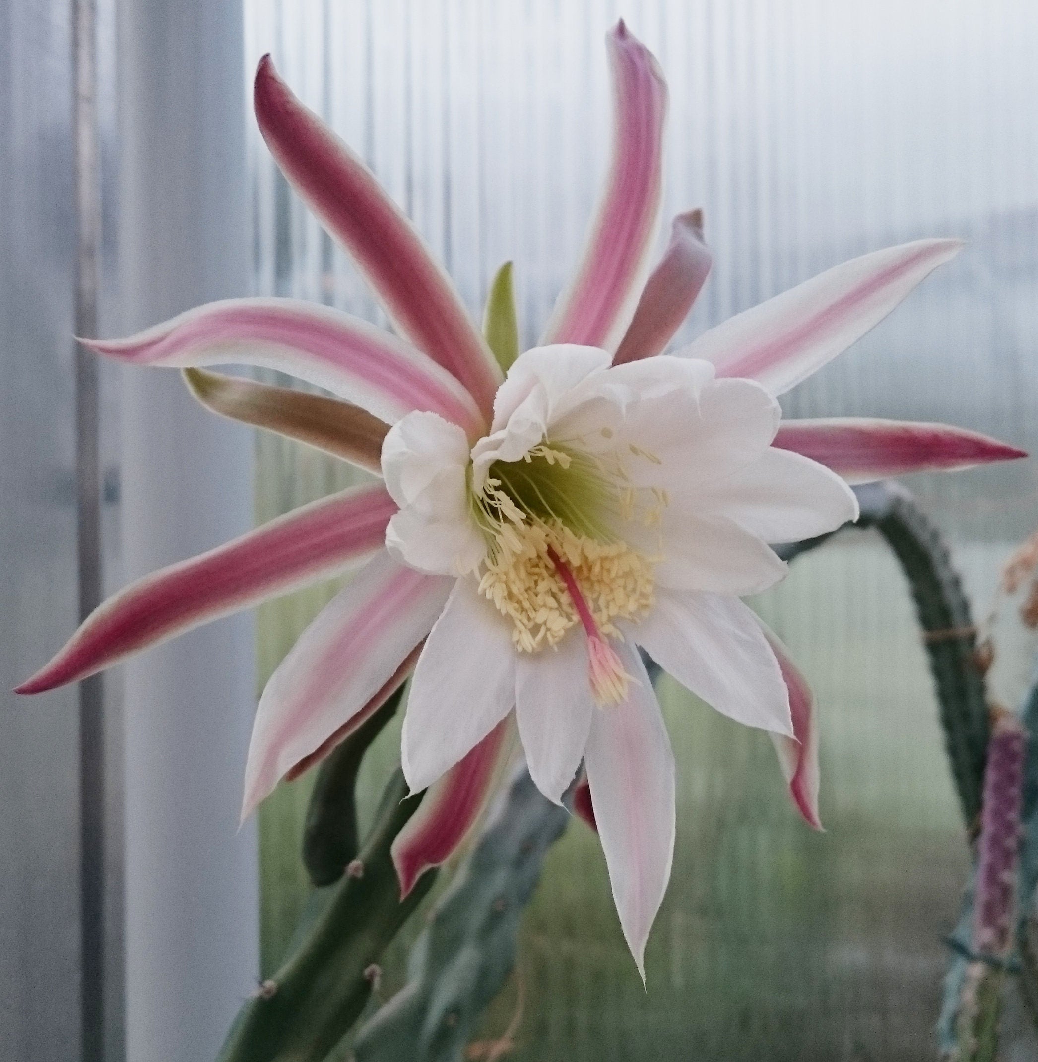 10 semi di CACTUS cereus haageanus  - PIANTE SUCCULENTE - piante grasse - cactaceae - semi di fiori - alta germinabilità - seeds