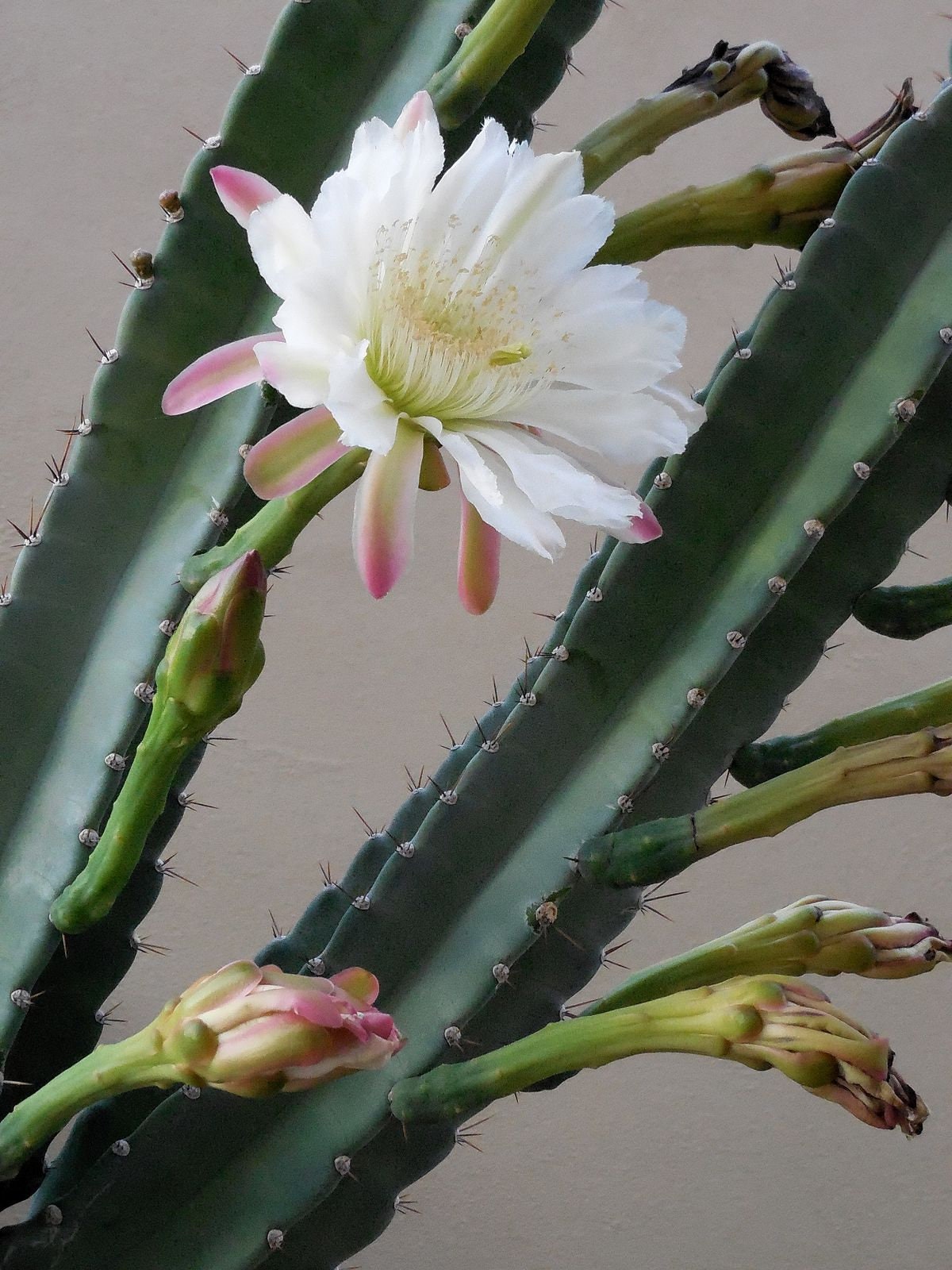 10 semi di CACTUS cereus hildmannianus - PIANTE SUCCULENTE - piante grasse - cactaceae - semi di fiori - alta germinabilità - seeds