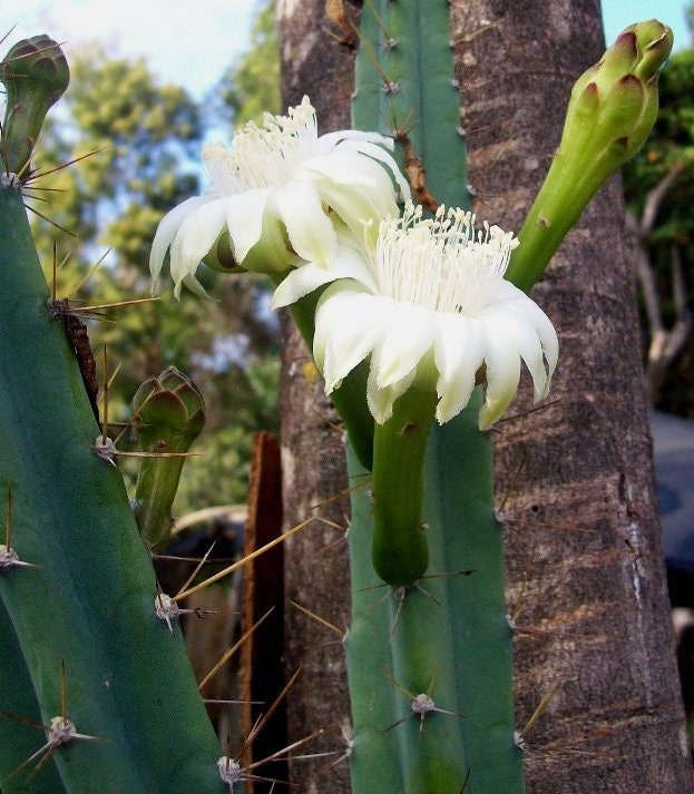 10 semi di CACTUS cereus kroeneinii - PIANTE SUCCULENTE - piante grasse - cactaceae - semi di fiori - alta germinabilità - seeds