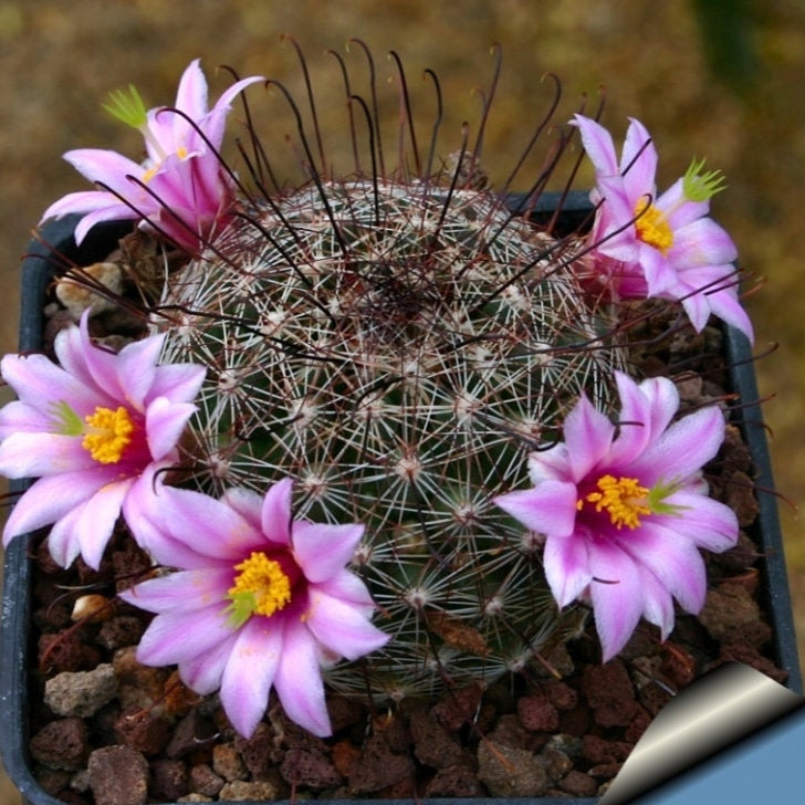 10 semi di CACTUS Cochemiea grahamii -PIANTE SUCCULENTE - piante grasse - cactaceae - semi di fiori - alta germinabilità - seeds