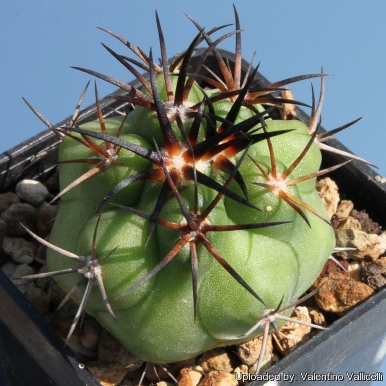 10 semi di CACTUS copiapoa alticostata -PIANTE SUCCULENTE - piante grasse - cactaceae - semi di fiori - alta germinabilità - seeds