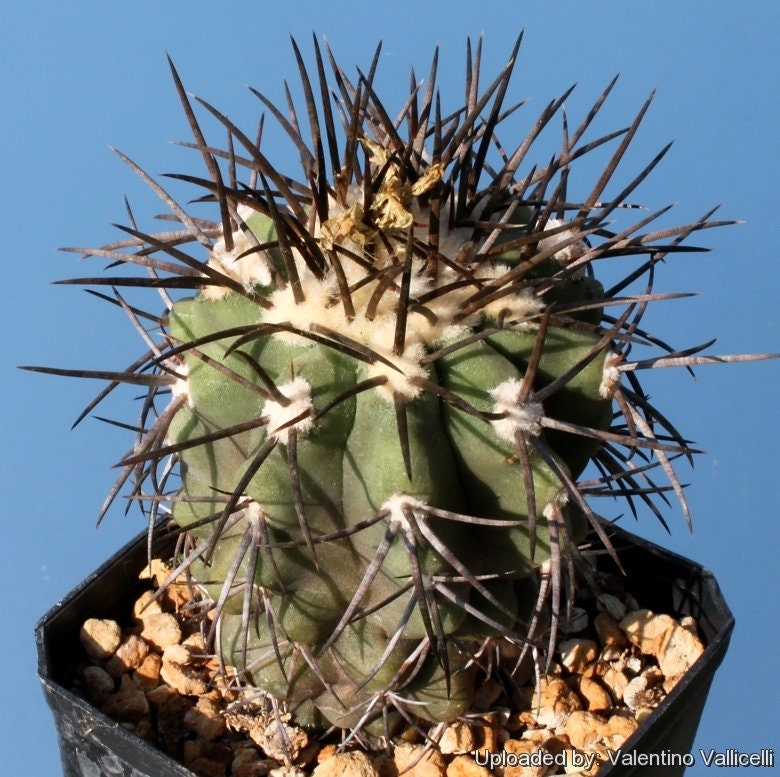 10 semi di CACTUS copiapoa calderana  -PIANTE SUCCULENTE - piante grasse - cactaceae - semi di fiori - alta germinabilità - seeds