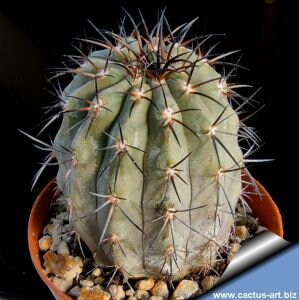 10 semi di CACTUS copiapoa cinerascens -PIANTE SUCCULENTE - piante grasse - cactaceae - semi di fiori - alta germinabilità - seeds