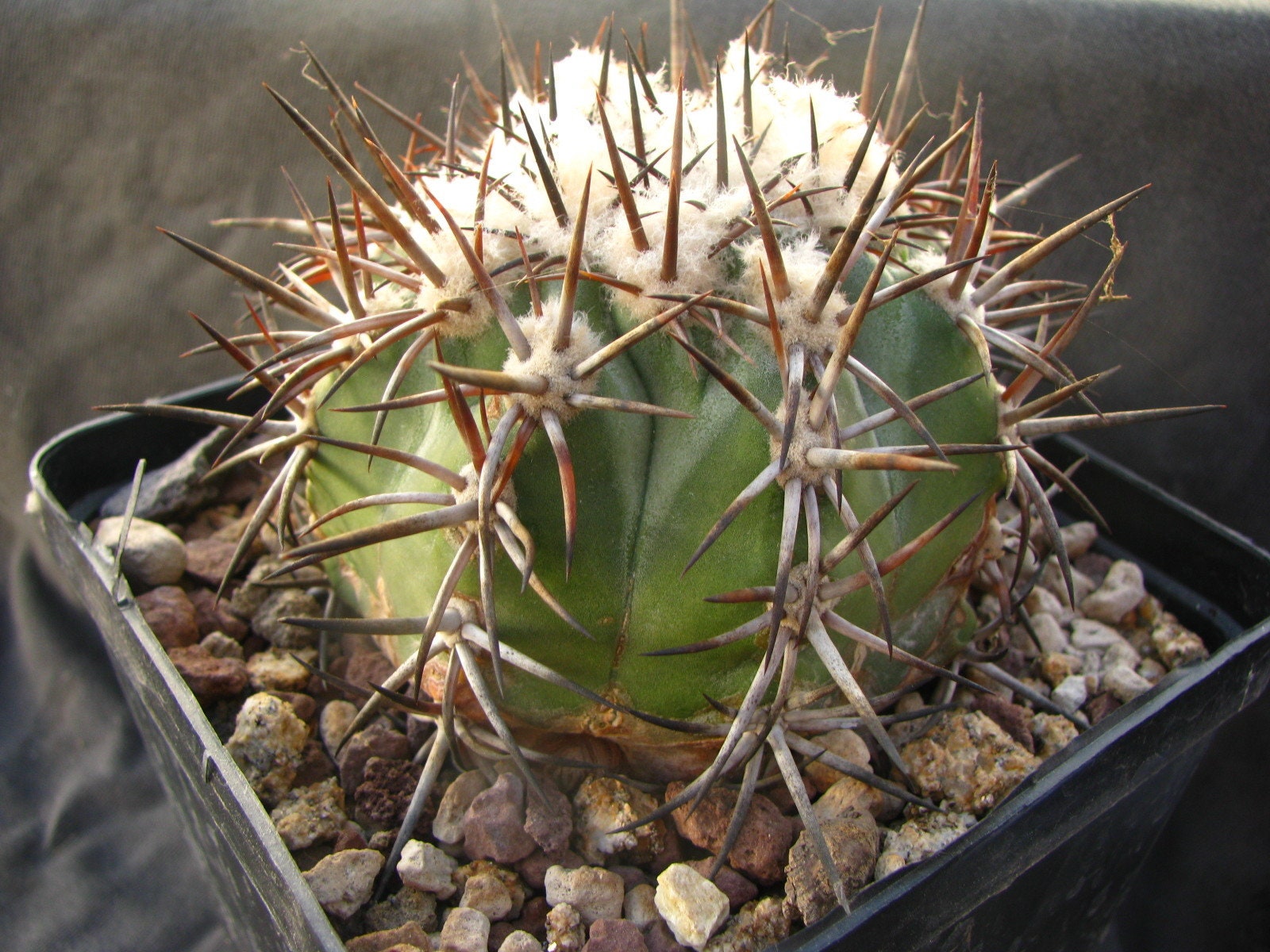 10 semi di CACTUS copiapoa echinoides -PIANTE SUCCULENTE - piante grasse - cactaceae - semi di fiori - alta germinabilità - seeds