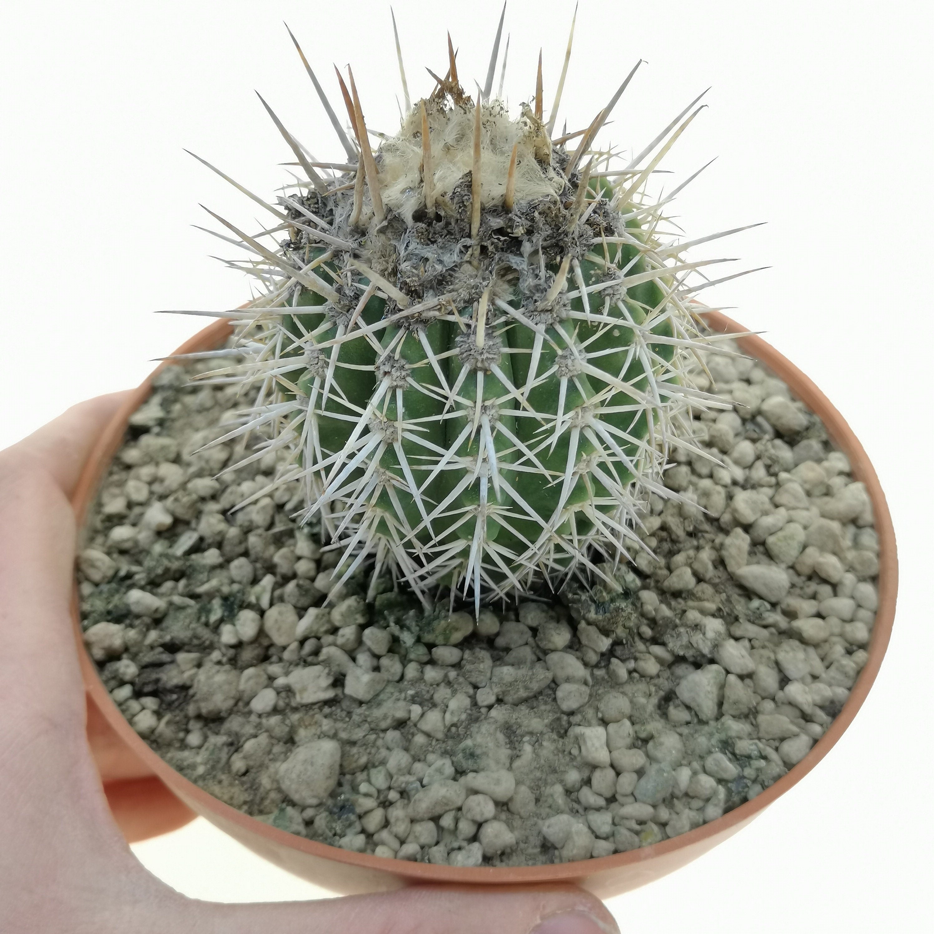 10 semi di CACTUS copiapoa rupestris -PIANTE SUCCULENTE - piante grasse - cactaceae - semi di fiori - alta germinabilità - seeds