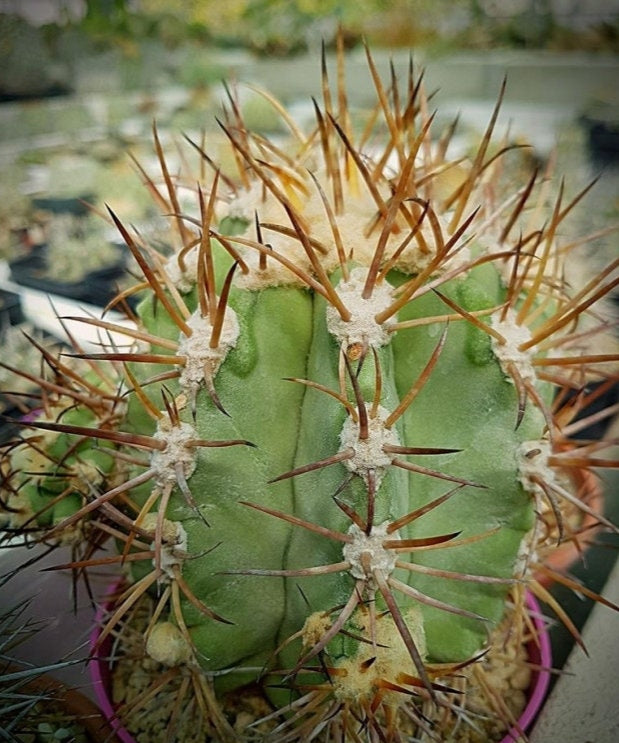 10 semi di CACTUS copiapoa solaris -PIANTE SUCCULENTE - piante grasse - cactaceae - semi di fiori - alta germinabilità - seeds