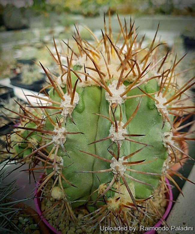 10 semi di CACTUS copiapoa solaris -PIANTE SUCCULENTE - piante grasse - cactaceae - semi di fiori - alta germinabilità - seeds