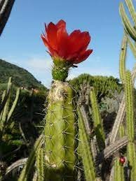 10 semi di CACTUS corryocactus erectus  -PIANTE SUCCULENTE - piante grasse - cactaceae - semi di fiori - alta germinabilità - seeds