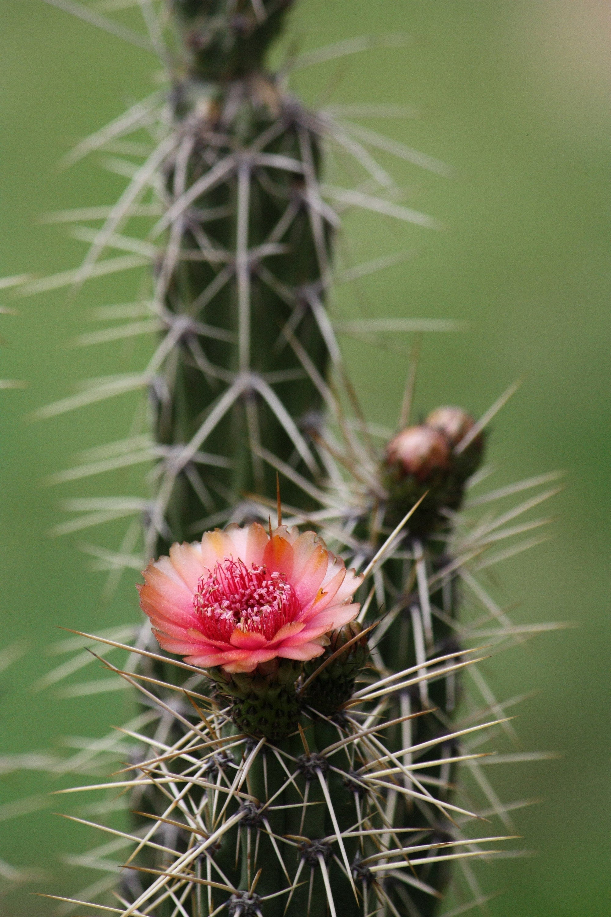 10 semi di CACTUS corryocactus melanotrichus  -PIANTE SUCCULENTE - piante grasse - cactaceae - semi di fiori - alta germinabilità - seeds