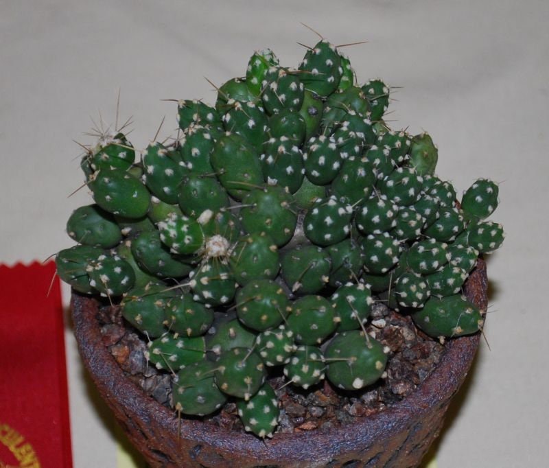 10 semi di CACTUS Cumulopuntia corotilla   -PIANTE SUCCULENTE - piante grasse - cactaceae - semi di fiori - alta germinabilità - seeds