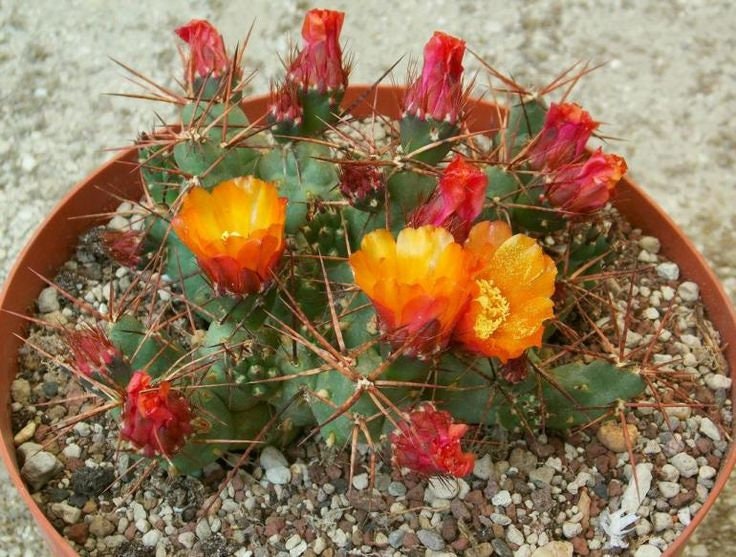10 semi di CACTUS Cumulopuntia iturbicola  -PIANTE SUCCULENTE - piante grasse - cactaceae - semi di fiori - alta germinabilità - seeds