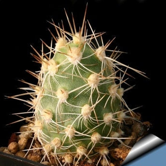10 semi di CACTUS Cumulopuntia sphaerica  -PIANTE SUCCULENTE - piante grasse - cactaceae - semi di fiori - alta germinabilità - seeds