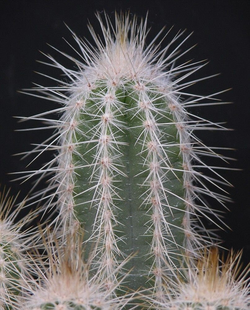10 semi di CACTUS Stephanocereus leucostele -PIANTE SUCCULENTE - piante grasse - cactaceae - semi di fiori - alta germinabilità - seeds