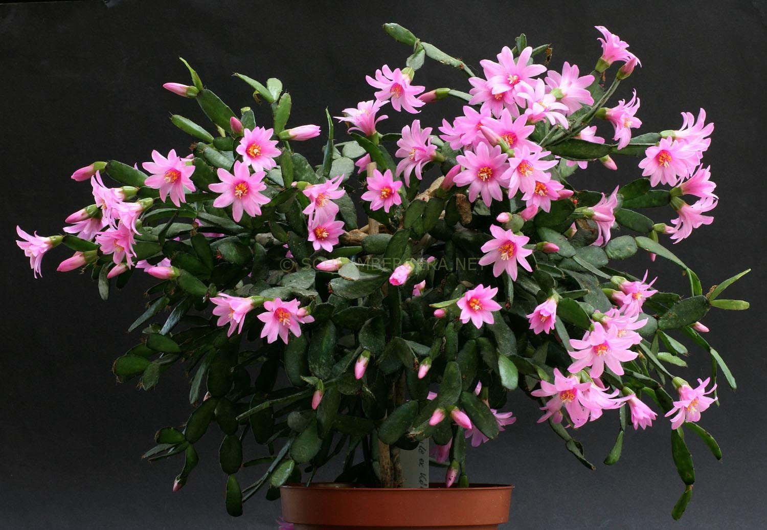 10 semi di CACTUS Rhipsalidopsis rosea -PIANTE SUCCULENTE - piante grasse - cactaceae - semi di fiori - alta germinabilità - seeds