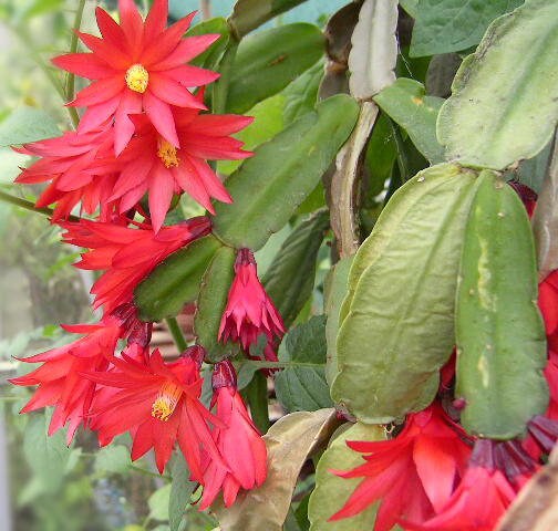 10 semi di CACTUS Rhipsalidopsis gaertneri -PIANTE SUCCULENTE - piante grasse - cactaceae - semi di fiori - alta germinabilità - seeds