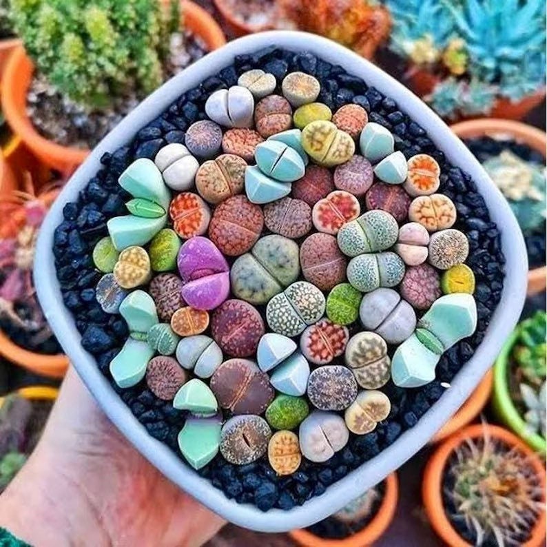 Lithops gesineae - 10 Seeds – High Germinability, Selected Variety, Non-GMO