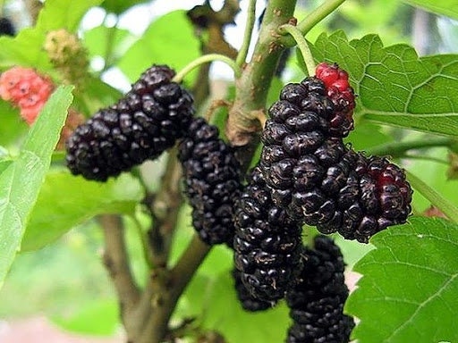 20 semi di GELSO NERO - semi da frutto - albero da frutto - seed perenni - gelsi - alta germinabilita - seeds