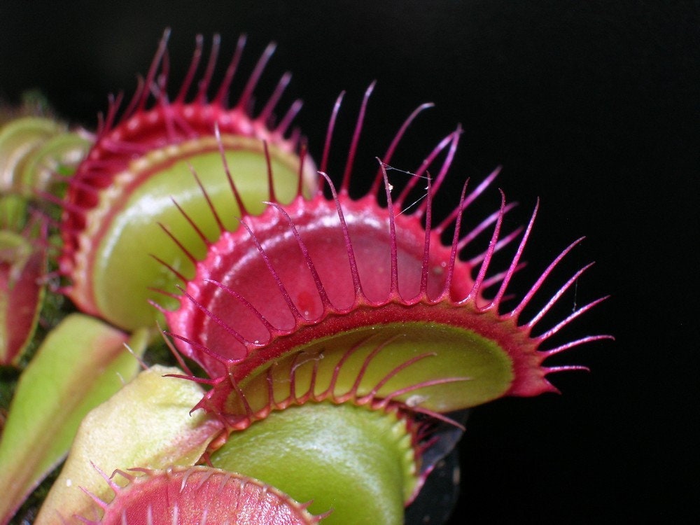 10 semi rari DIONEA RED GREEN albero pianta carnivora - seeds rare - alta qualità semi selezionati