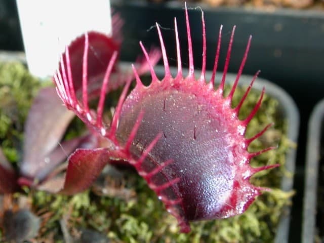 10 semi rari DIONEA GREEN DRAGON albero pianta carnivora - seeds rare - alta qualità semi selezionati