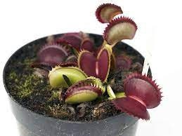 10 semi rari DIONEA RED JAWS  albero pianta carnivora - seeds rare - alta qualità semi selezionati