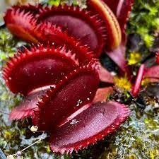 10 semi rari DIONEA RED PIRANHA albero pianta carnivora - seeds rare - alta qualità semi selezionati