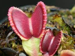 10 semi rari DIONEA RED PURPLE albero pianta carnivora - seeds rare - alta qualità semi selezionati