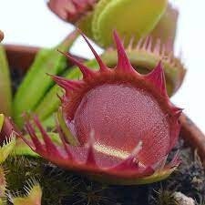 10 semi rari DIONEA RED TEETH albero pianta carnivora - seeds rare - alta qualità semi selezionati