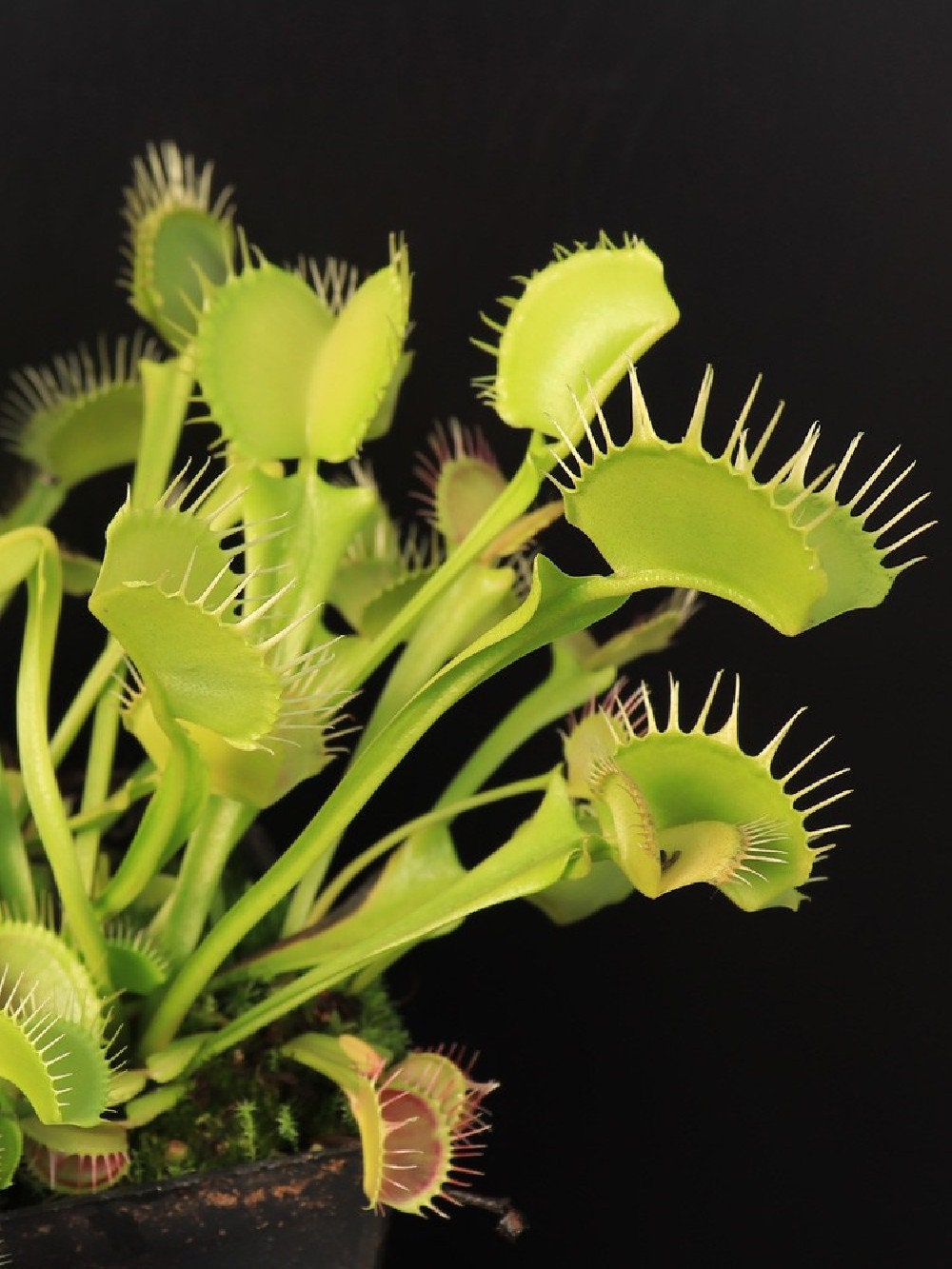 10 semi rari DIONEA YELLOW albero pianta CARNIVORA - seeds rare - alta qualità semi selezionati