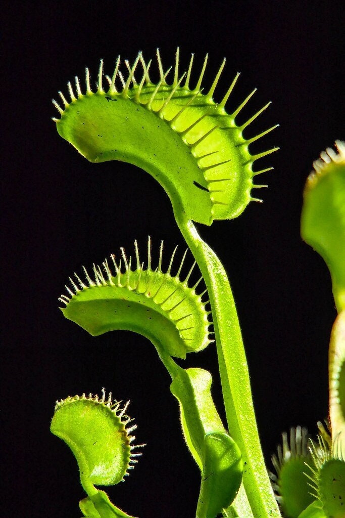 10 semi rari DIONEA ALL GREEN albero pianta carnivora - seeds rare - alta qualità semi selezionati