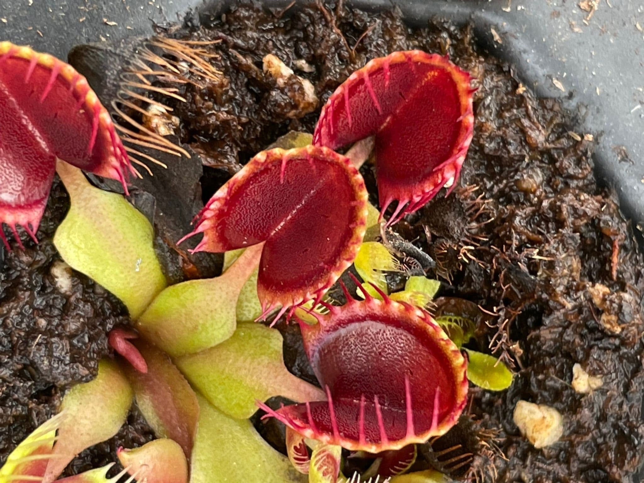 10 semi rari DIONEA CUP TRAP albero pianta carnivora - seeds rare - alta qualità semi selezionati