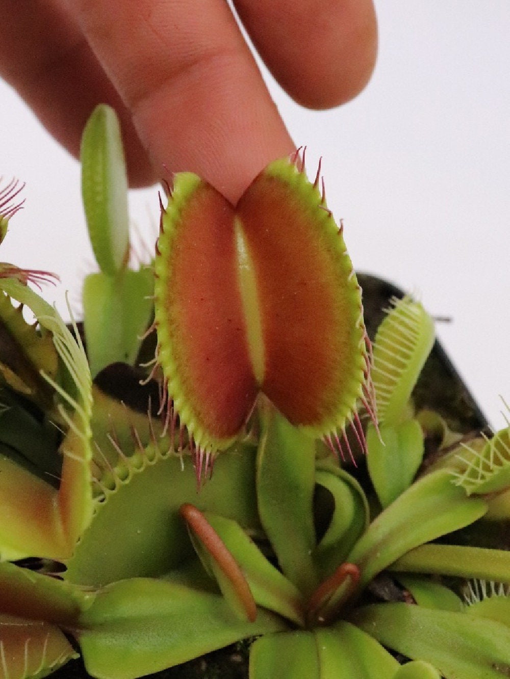 10 semi rari DIONEA SLACK'S GIANT albero pianta carnivora - seeds rare - alta qualità semi selezionati