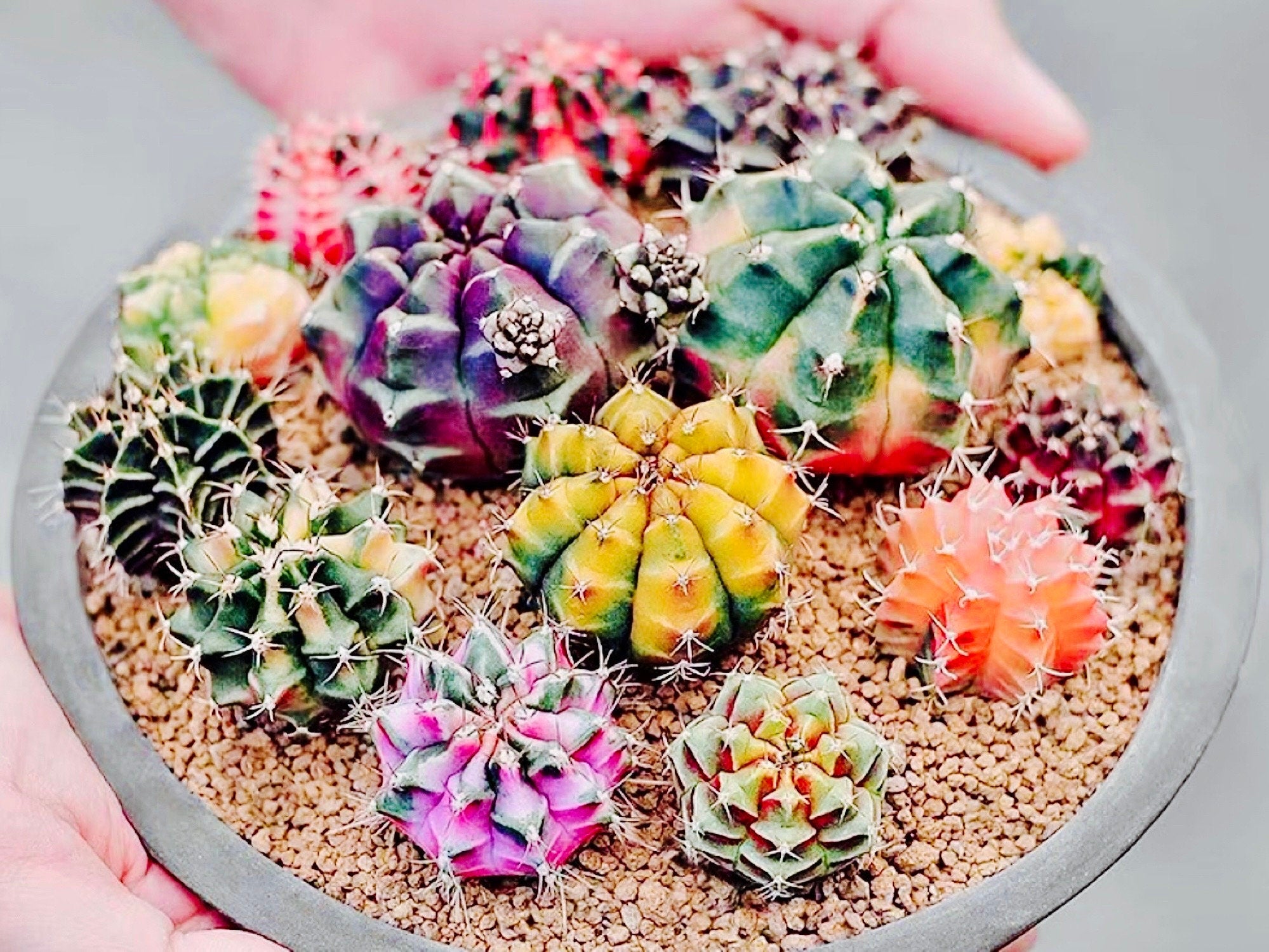 Gymnocalycium volskyi - 10 Seeds – High Germination, Selected Variety, Non-GMO