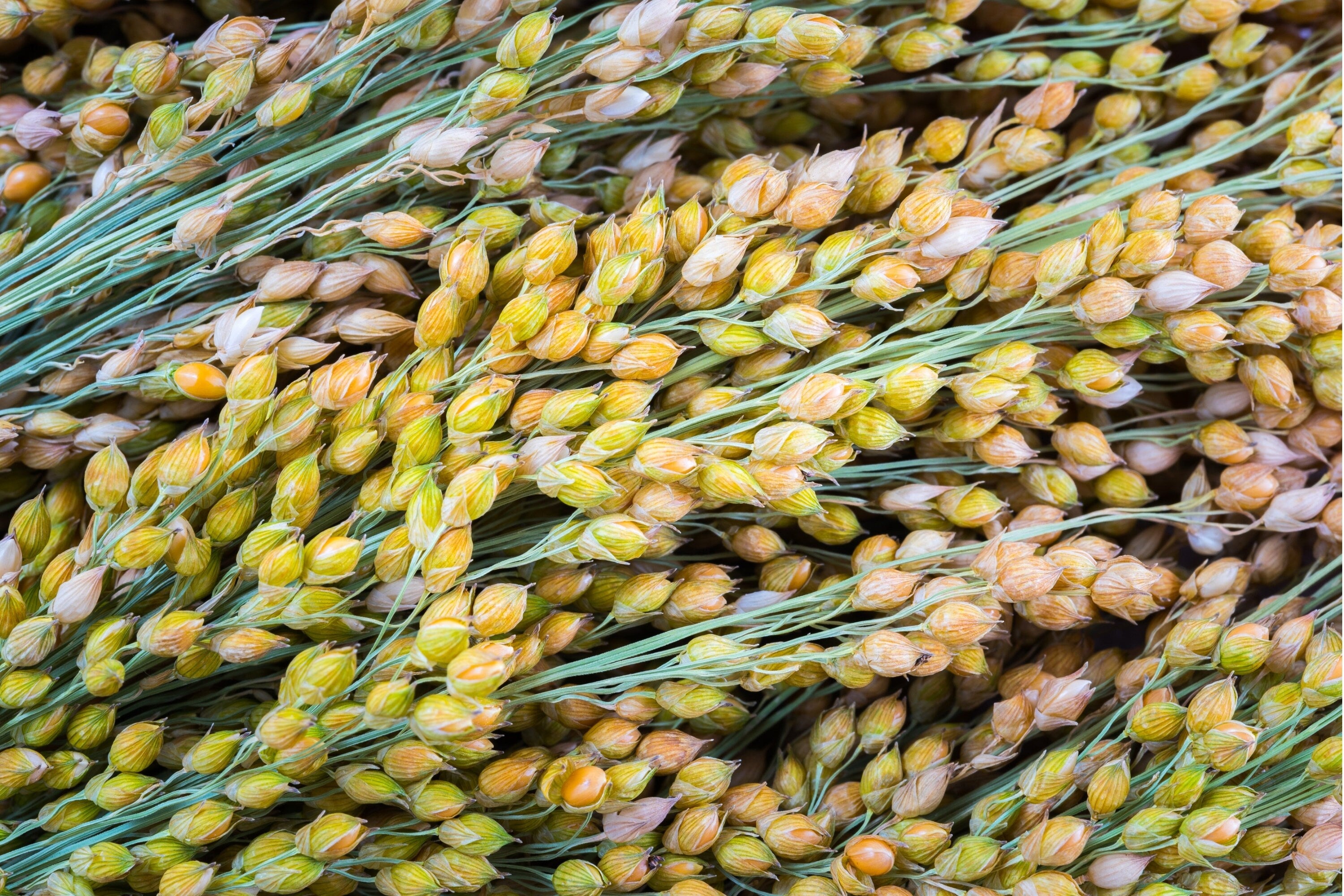 Miglio – 10 Semi, Graminacea, Restauro, Paesaggio, Facile da Coltivare, Alta Germinabilità, Non-GMO