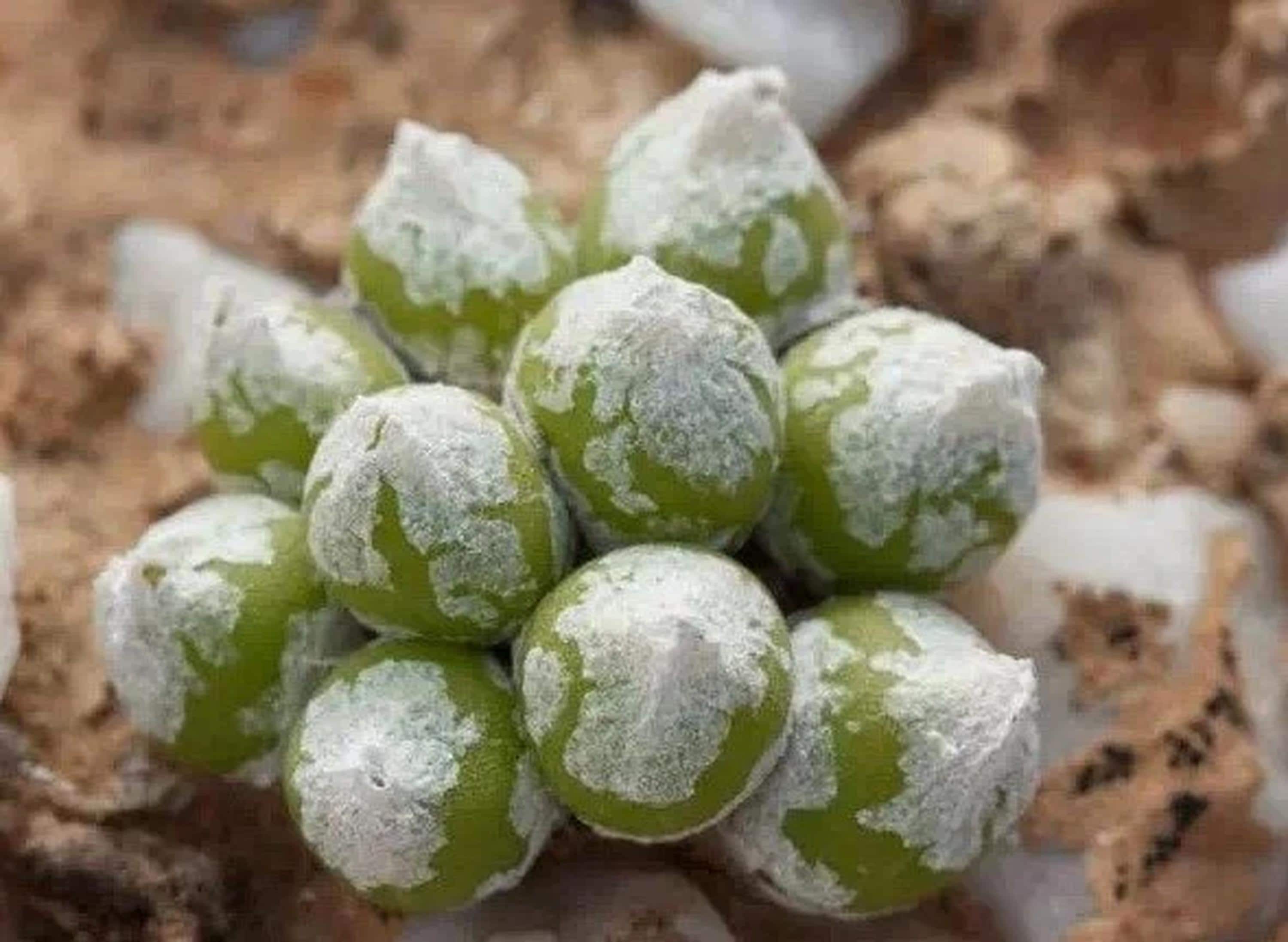 Oophytum - 10 Semi – Alta Germinabilità, Varietà Selezionata, Non-GMO
