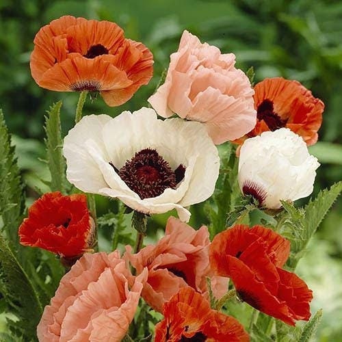 50 Semi di Papavero orientale Papaver orientale – Semi Freschi, Alta Germinabilità, No-GMO