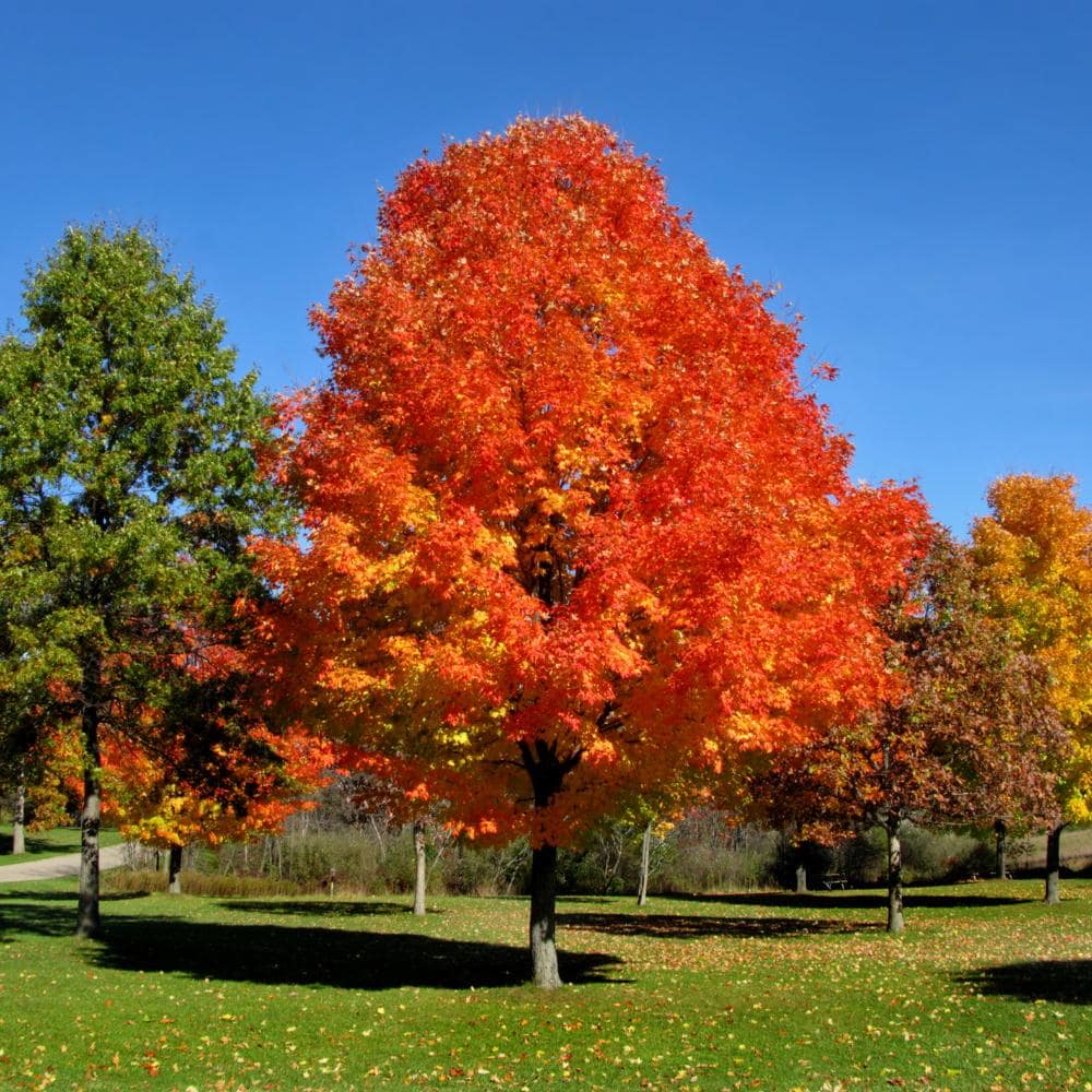 10 Semi di Acer Saccharum - Semi Freschi, Alta Germinabilità, No-GMO