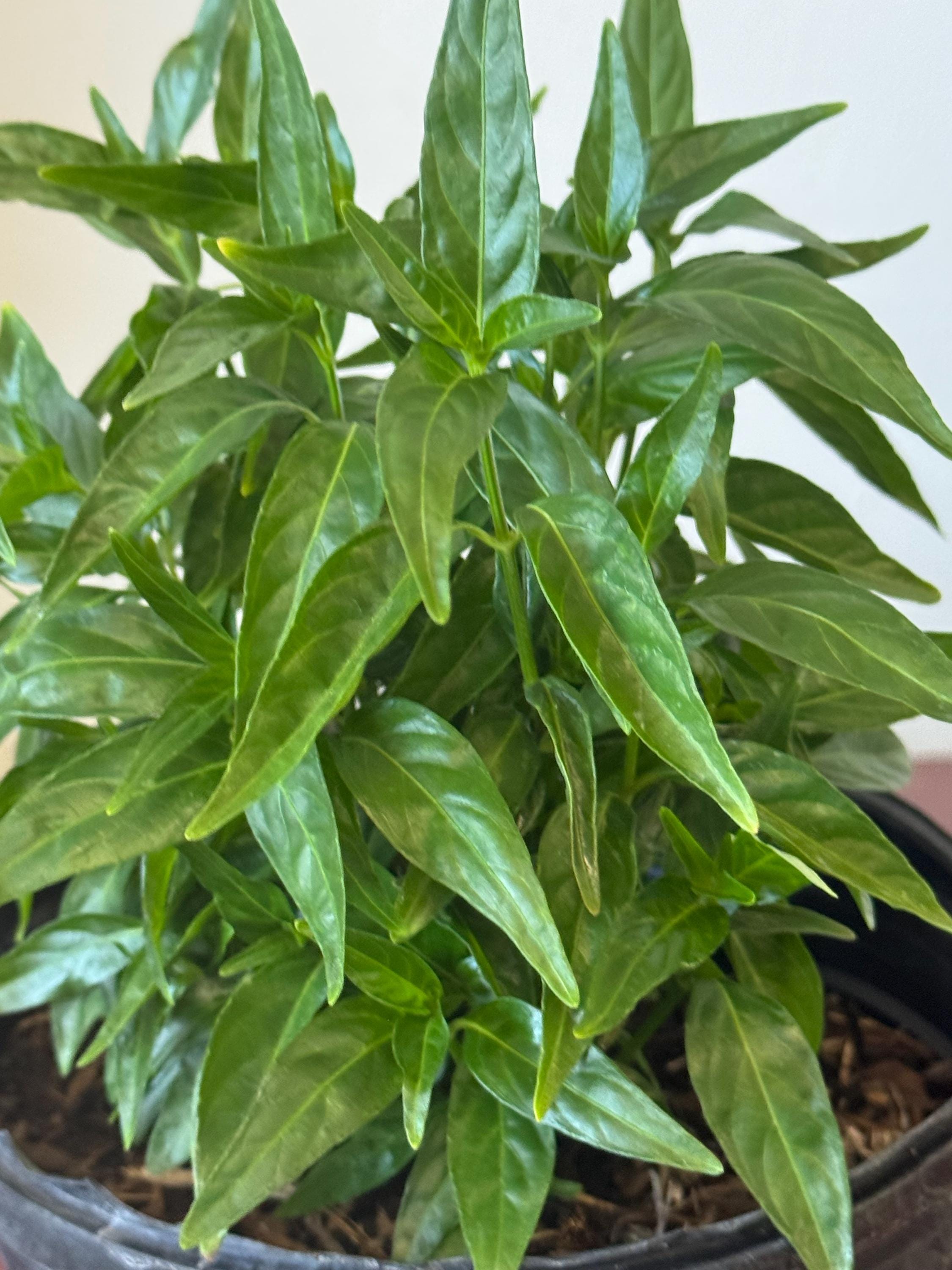 Tilo Piccole Foglie – 10 Semi, Fiori Tisana, Ombra, Viale, Facile da Coltivare, Alta Germinabilità, Non-GMO
