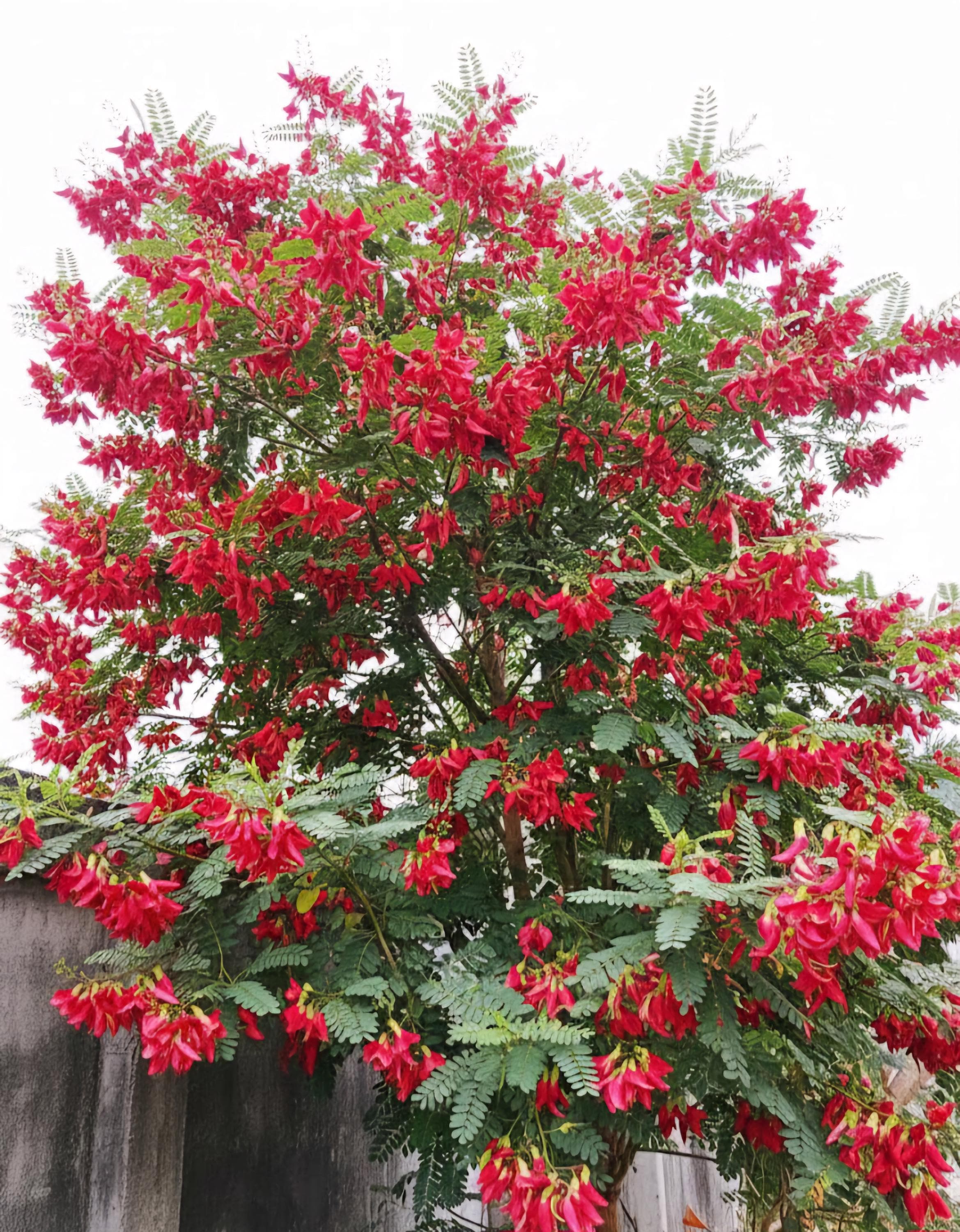 Frassinella Spagnola – 10 Semi, Raro, Ornamentale, Roccia, Facile da Coltivare, Alta Germinabilità, Non-GMO