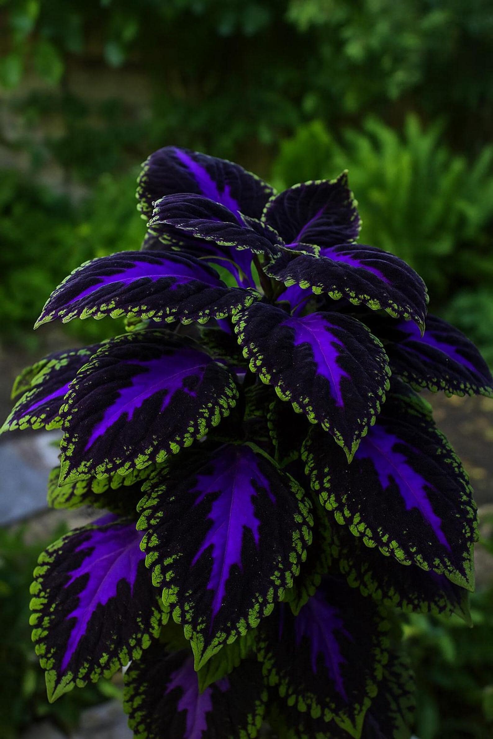 10 Semi di Coleus Ortica Ornamentale - Semi Freschi, Alta Germinabilità, No-GMO