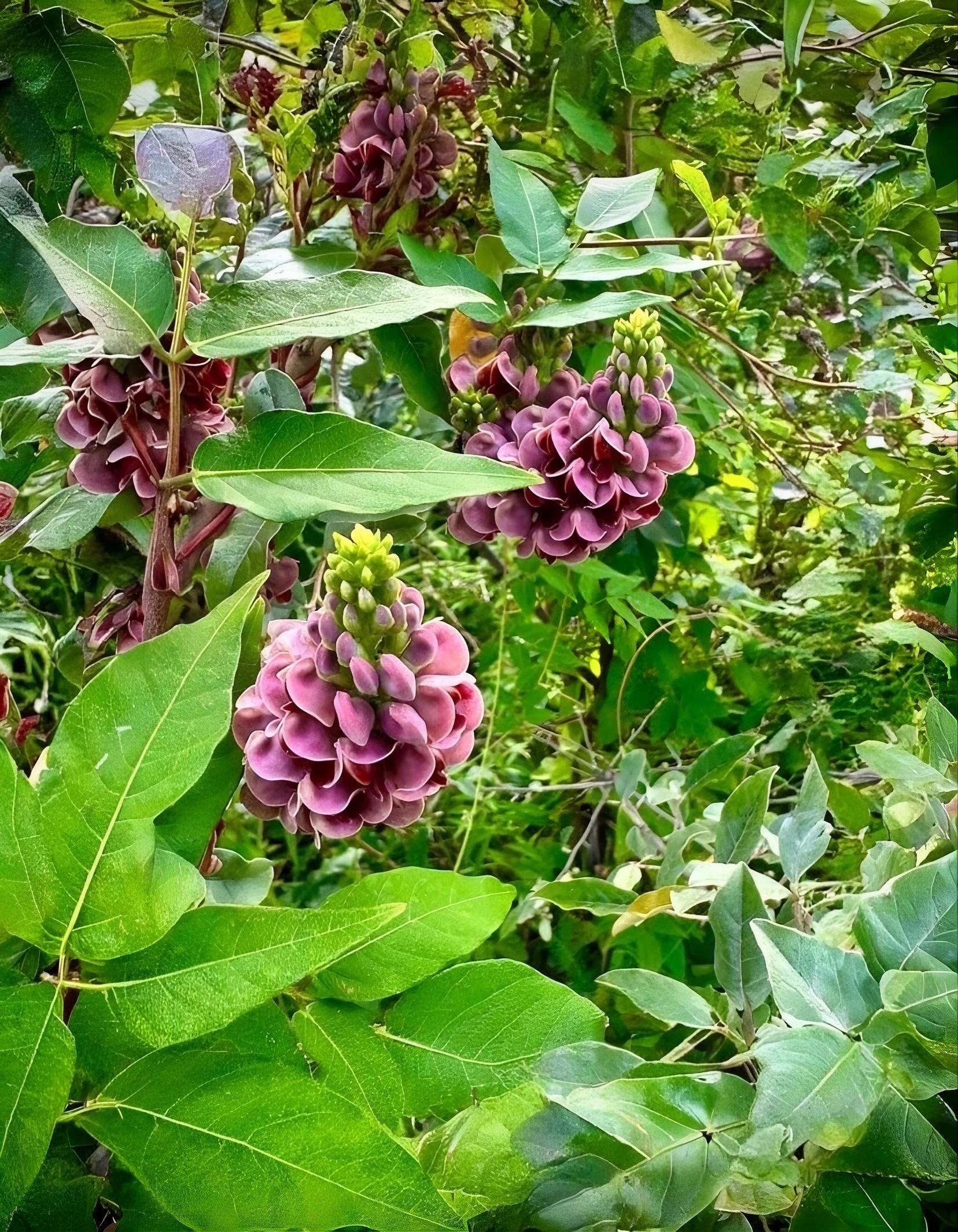 Retama Nera – 10 Semi, Rustico, Fioritura Intensa, Giardino, Facile da Coltivare, Alta Germinabilità, Non-GMO