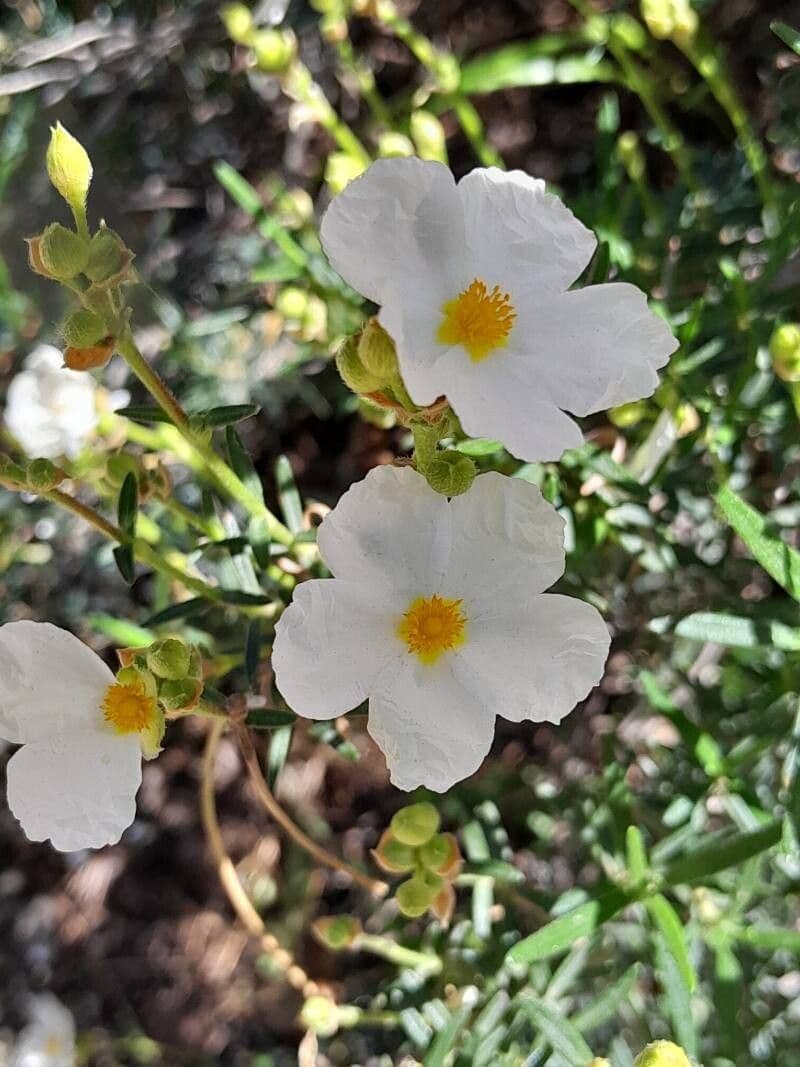 Cisto di Clusius – 10 Semi, Fioritura Bianca, Esterno, Facile da Coltivare, Alta Germinabilità, Non-GMO